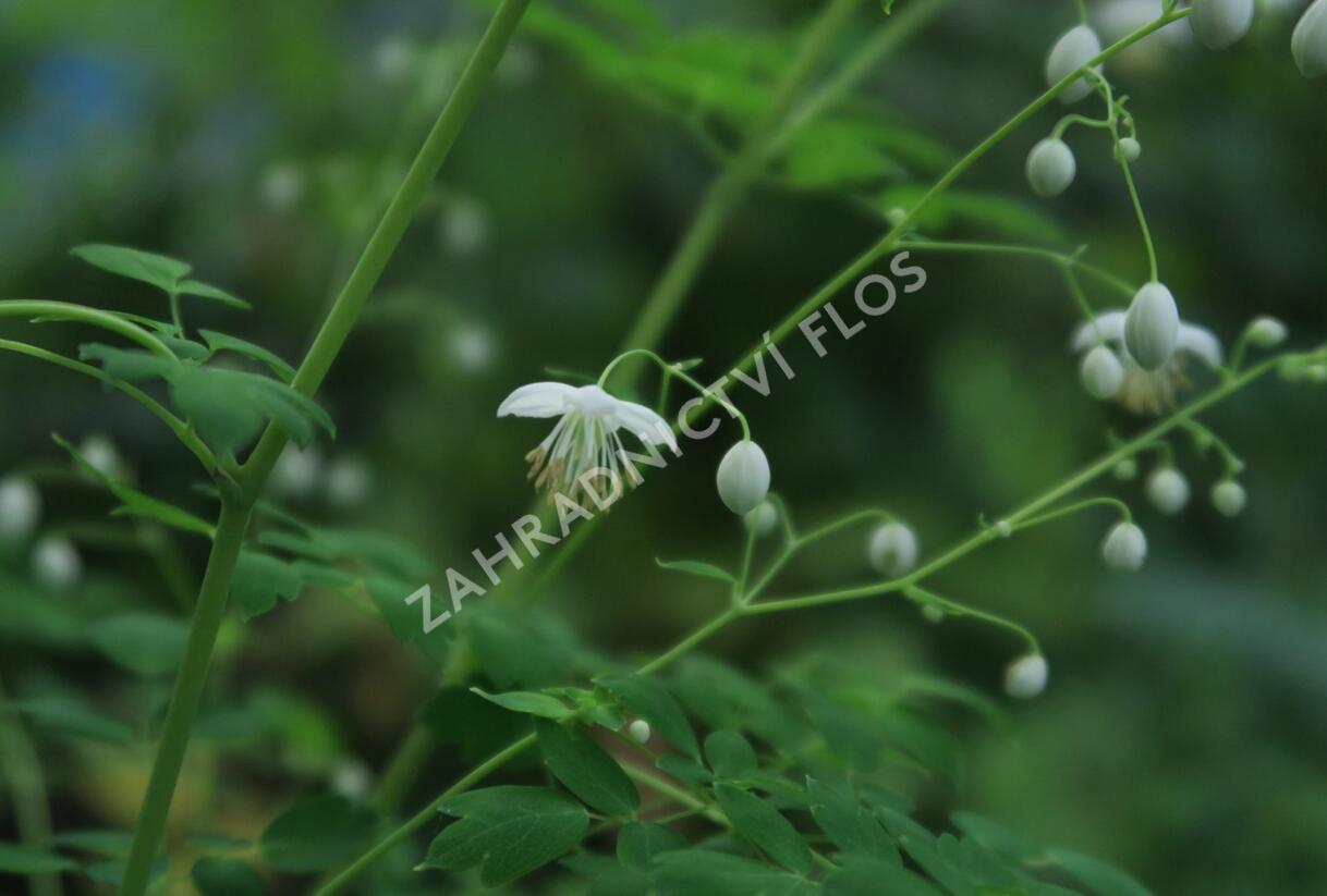 Žluťucha Delavayova 'Album' - Thalictrum delavayi 'Album'