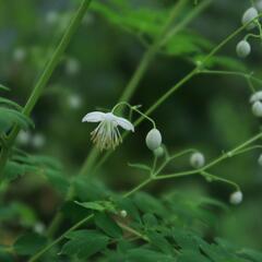 Žluťucha Delavayova 'Album' - Thalictrum delavayi 'Album'