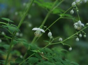 Žluťucha Delavayova 'Album' - Thalictrum delavayi 'Album'