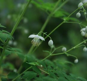 Žluťucha Delavayova 'Album' - Thalictrum delavayi 'Album'