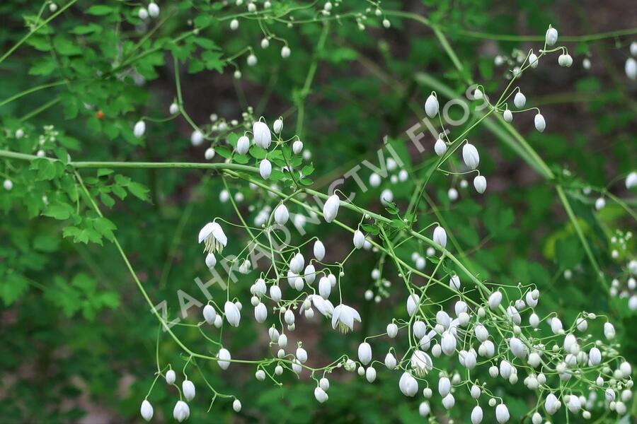 Žluťucha Delavayova 'Album' - Thalictrum delavayi 'Album'