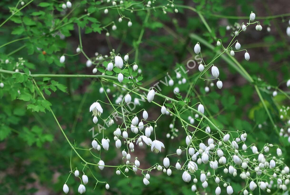 Žluťucha Delavayova 'Album' - Thalictrum delavayi 'Album'