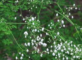Žluťucha Delavayova 'Album' - Thalictrum delavayi 'Album'