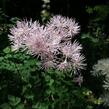 Žluťucha orlíčkolistá - Thalictrum aquilegifolium