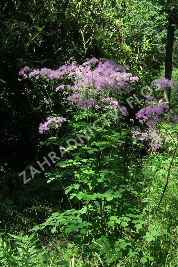 Žluťucha orlíčkolistá - Thalictrum aquilegifolium