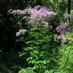 Žluťucha orlíčkolistá - Thalictrum aquilegifolium