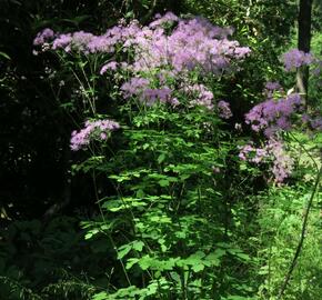 Žluťucha orlíčkolistá