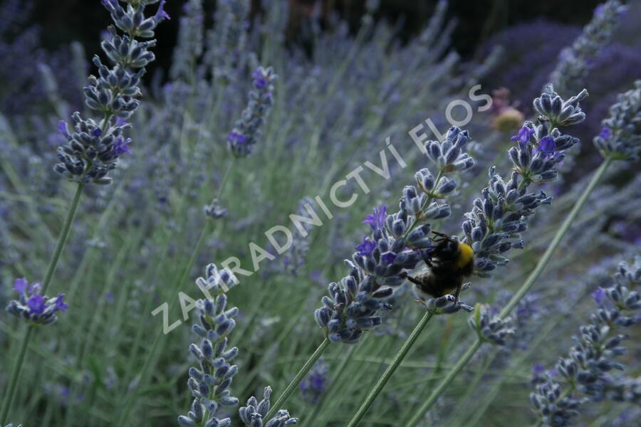 Levandule úzkolistá 'Lavenite Magic Molten Silver' - Lavandula angustifolia 'Lavenite Magic Molten Silver'