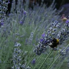 Levandule úzkolistá 'Lavenite Magic Molten Silver' - Lavandula angustifolia 'Lavenite Magic Molten Silver'