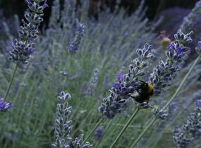 Levandule úzkolistá 'Lavenite Magic Molten Silver' - Lavandula angustifolia 'Lavenite Magic Molten Silver'