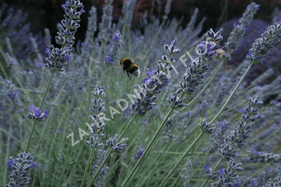 Levandule úzkolistá 'Lavenite Magic Molten Silver' - Lavandula angustifolia 'Lavenite Magic Molten Silver'