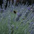 Levandule úzkolistá 'Lavenite Magic Molten Silver' - Lavandula angustifolia 'Lavenite Magic Molten Silver'