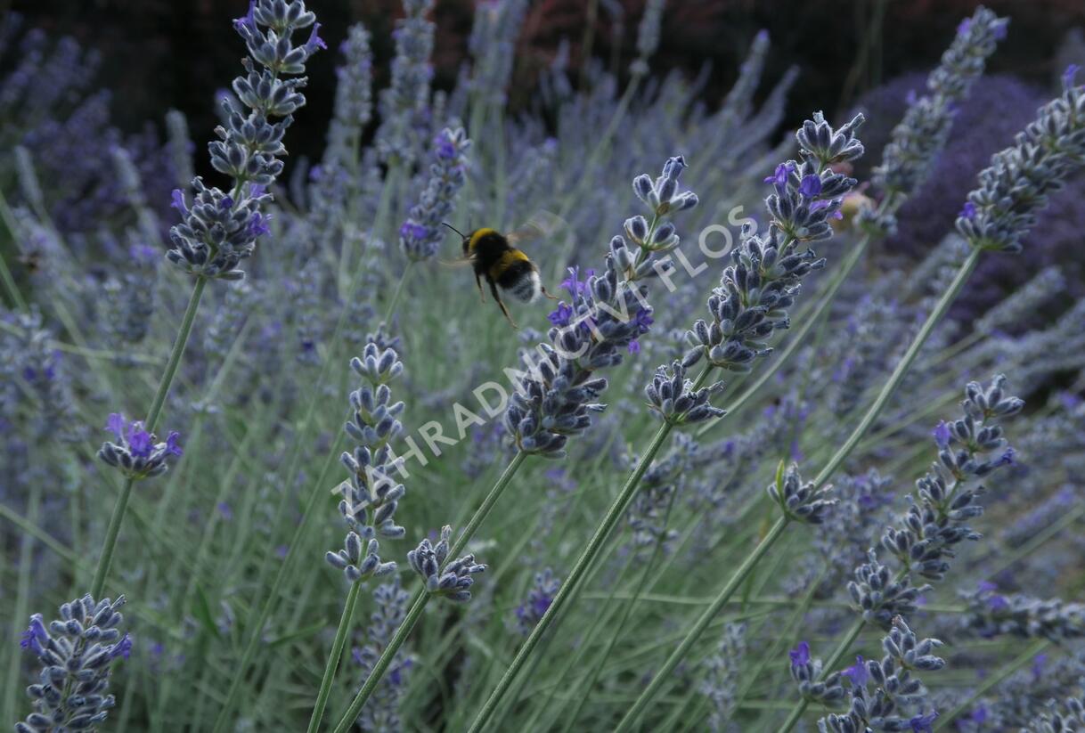 Levandule úzkolistá 'Lavenite Magic Molten Silver' - Lavandula angustifolia 'Lavenite Magic Molten Silver'