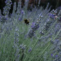 Levandule úzkolistá 'Lavenite Magic Molten Silver' - Lavandula angustifolia 'Lavenite Magic Molten Silver'