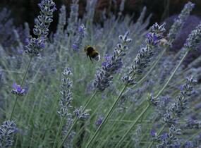 Levandule úzkolistá 'Lavenite Magic Molten Silver' - Lavandula angustifolia 'Lavenite Magic Molten Silver'