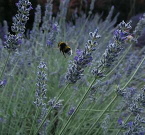 Levandule úzkolistá 'Lavenite Magic Molten Silver' - Lavandula angustifolia 'Lavenite Magic Molten Silver'