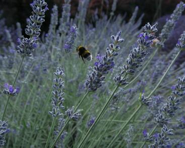 Levandule úzkolistá 'Lavenite Magic Molten Silver'