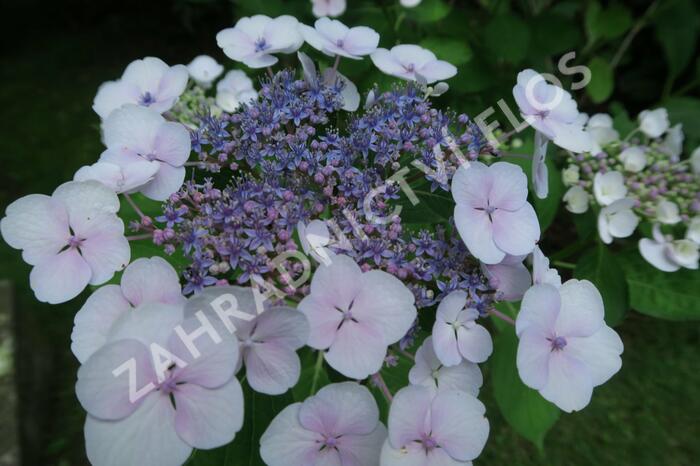 Hortenzie velkolistá 'Libelle' - Hydrangea macrophylla 'Libelle'