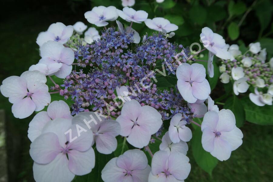 Hortenzie velkolistá 'Libelle' - Hydrangea macrophylla 'Libelle'
