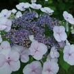 Hortenzie velkolistá 'Libelle' - Hydrangea macrophylla 'Libelle'