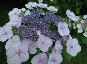 Hortenzie velkolistá 'Libelle' - Hydrangea macrophylla 'Libelle'