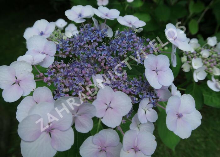 Hortenzie velkolistá 'Libelle' - Hydrangea macrophylla 'Libelle'