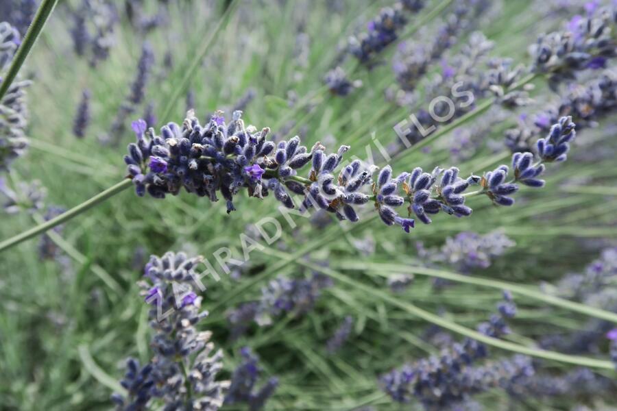 Levandule 'Sawyers' - Lavandula chaytorae 'Sawyers'