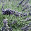 Levandule 'Sawyers' - Lavandula chaytorae 'Sawyers'