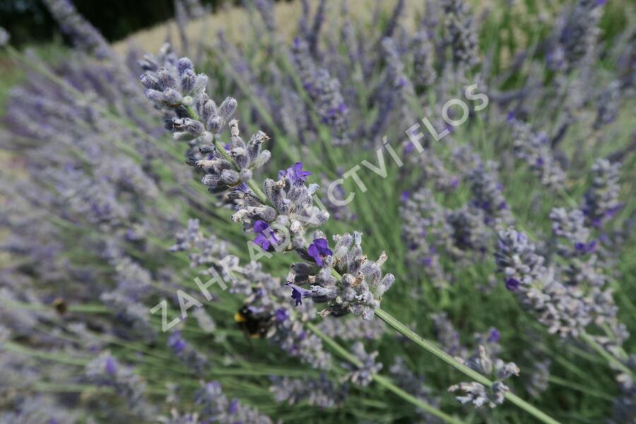 Levandule 'Sawyers' - Lavandula chaytorae 'Sawyers'