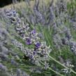 Levandule 'Sawyers' - Lavandula chaytorae 'Sawyers'