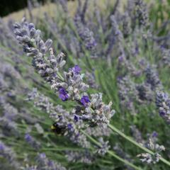 Levandule 'Sawyers' - Lavandula chaytorae 'Sawyers'