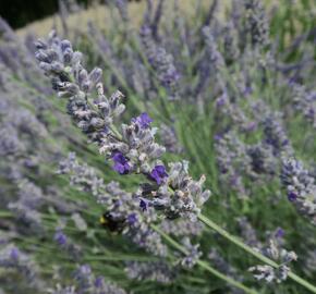 Levandule 'Sawyers' - Lavandula chaytorae 'Sawyers'