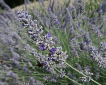 Levandule 'Sawyers'
