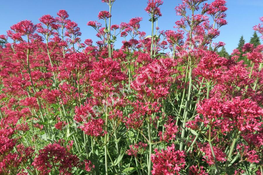 Mavuň červená 'Coccineus' - Centranthus ruber 'Coccineus'