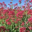 Mavuň červená 'Coccineus' - Centranthus ruber 'Coccineus'