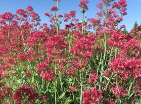 Mavuň červená 'Coccineus' - Centranthus ruber 'Coccineus'