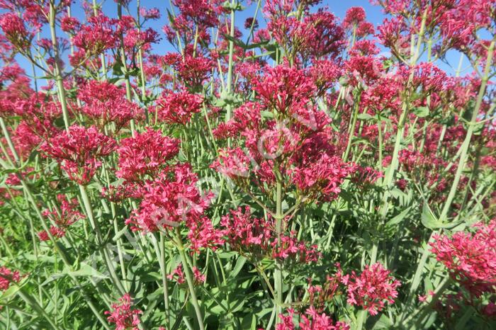 Mavuň červená 'Coccineus' - Centranthus ruber 'Coccineus'