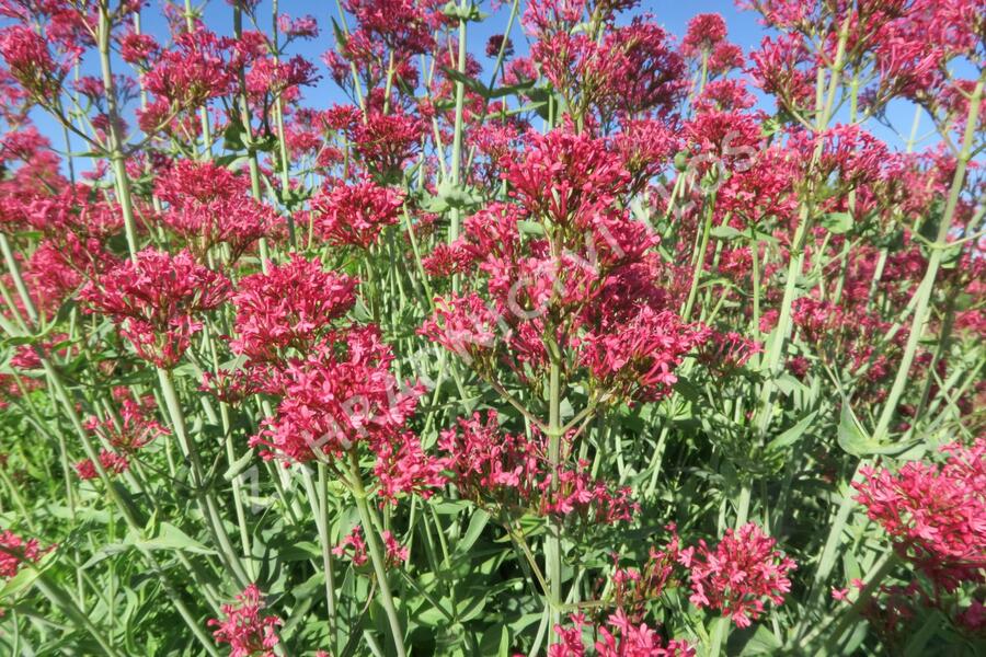 Mavuň červená 'Coccineus' - Centranthus ruber 'Coccineus'