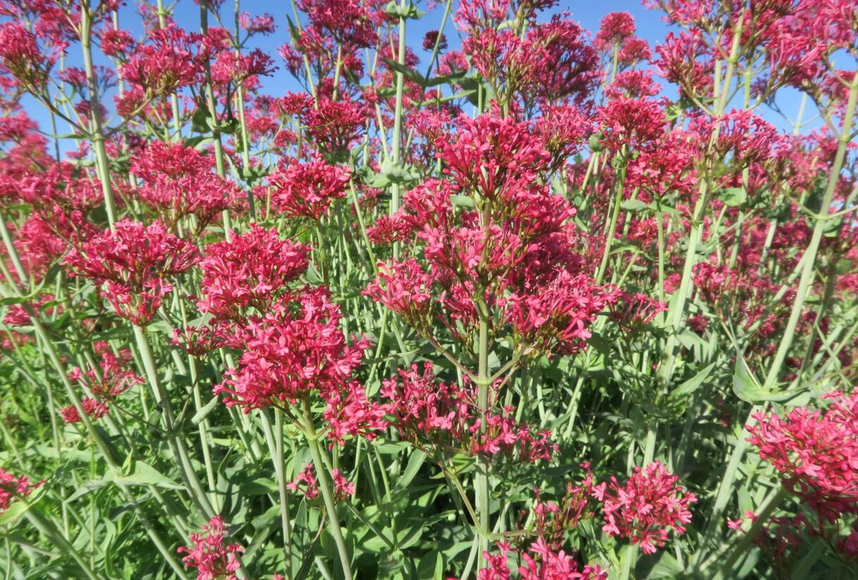 Mavuň červená 'Coccineus' - Centranthus ruber 'Coccineus'