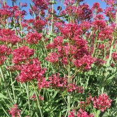 Mavuň červená 'Coccineus' - Centranthus ruber 'Coccineus'