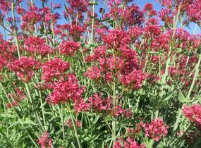 Mavuň červená 'Coccineus' - Centranthus ruber 'Coccineus'