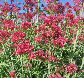 Mavuň červená 'Coccineus' - Centranthus ruber 'Coccineus'