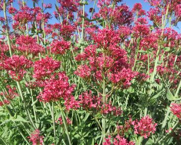 Mavuň červená 'Coccineus'