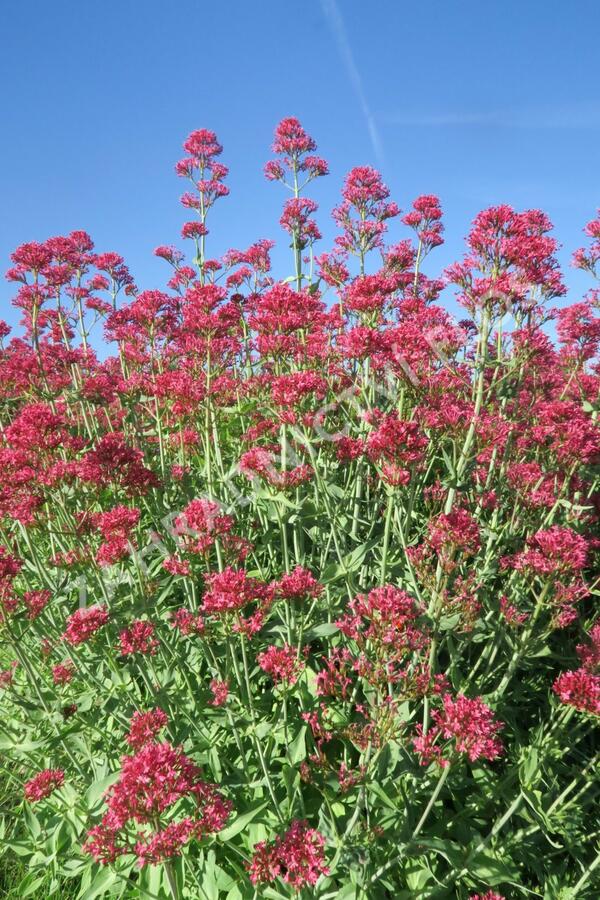 Mavuň červená 'Coccineus' - Centranthus ruber 'Coccineus'