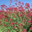 Mavuň červená 'Coccineus' - Centranthus ruber 'Coccineus'