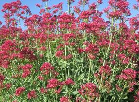 Mavuň červená 'Coccineus' - Centranthus ruber 'Coccineus'