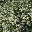 Vratič 'Jackpot' - Tanacetum niveum 'Jackpot'