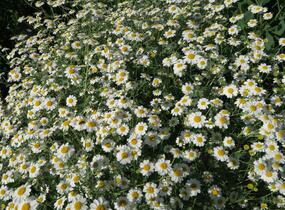 Vratič 'Jackpot' - Tanacetum niveum 'Jackpot'