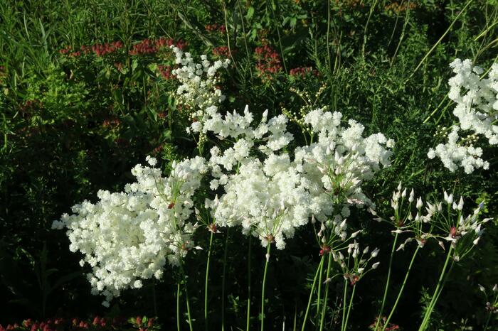Tužebník obecný 'Plena' - Filipendula vulgaris 'Plena'