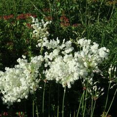 Tužebník obecný 'Plena' - Filipendula vulgaris 'Plena'